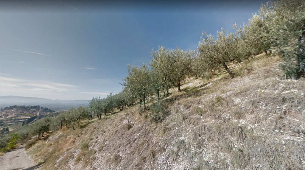 Terrain agricole cultivé en oliveraie à Spello (PG) - LOT 2