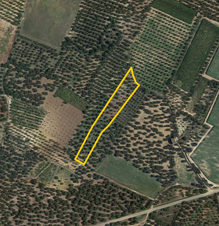 Agricultural land in Palo del Colle (BA) - LOT 3